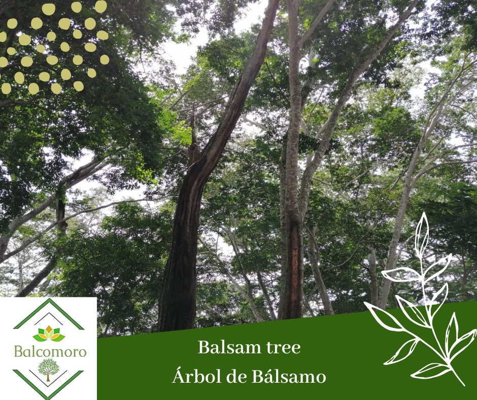 Balcomoro - Bálsamo de El Salvador es un árbol nativo de la Cordillera ...