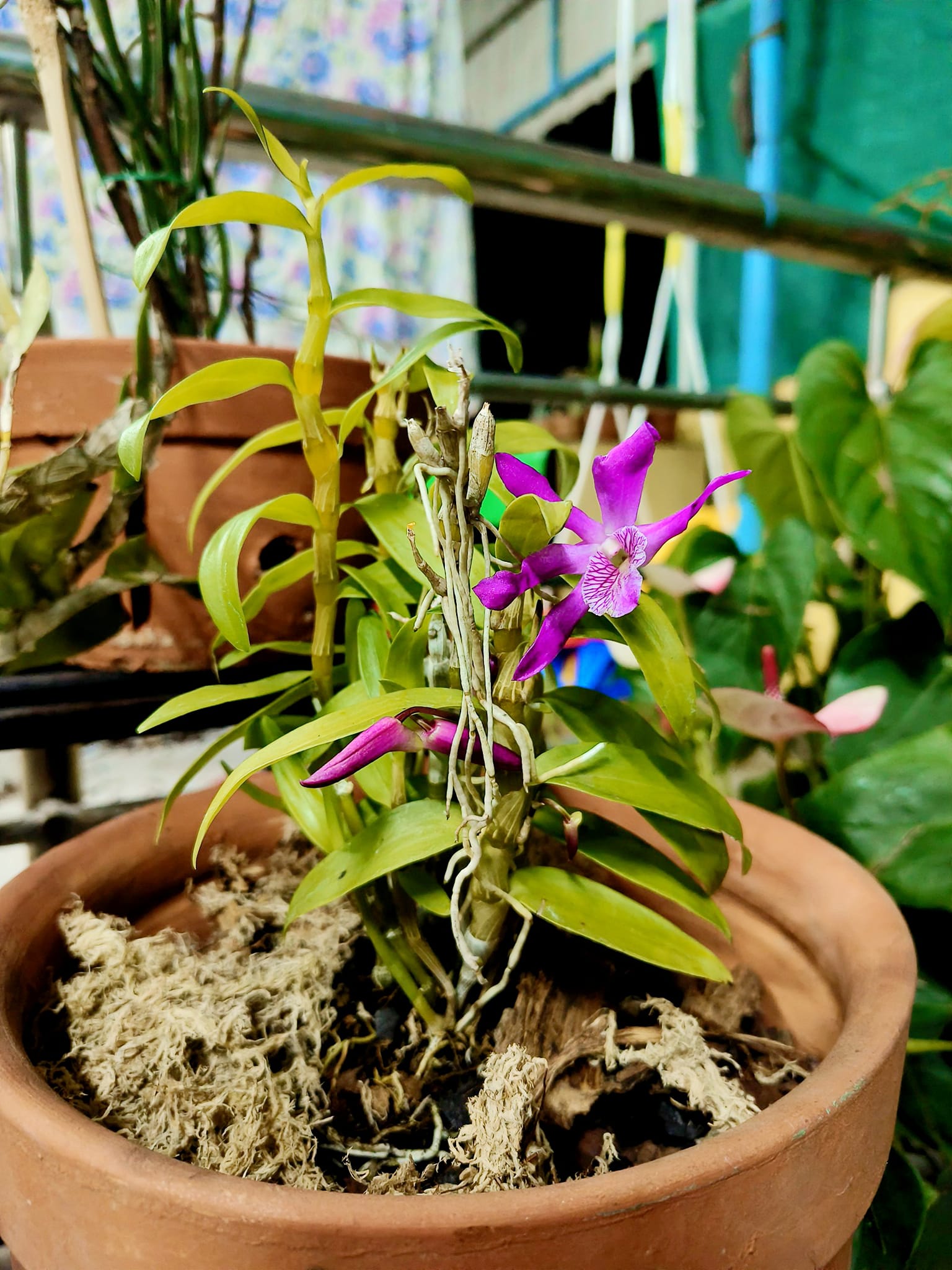 New dendrobium orchid variety: den. rainbow smile
