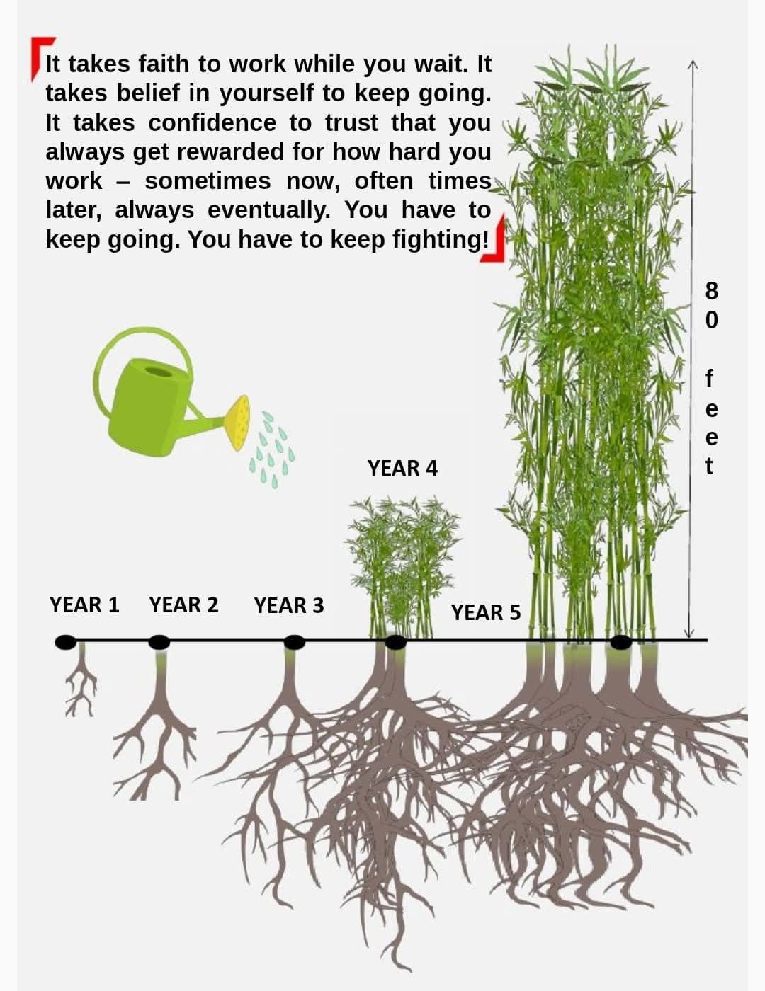 CHC - You know the Chinese bamboo For five years, nothing seems to ...