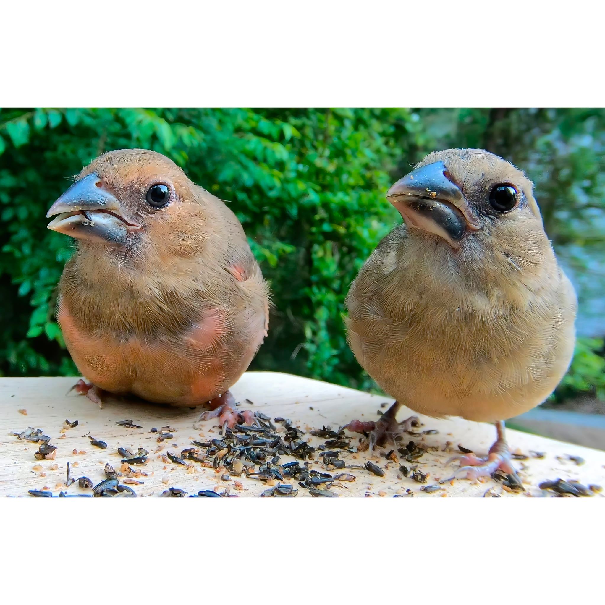 Do you know what kind of baby bird this is? Click to get the