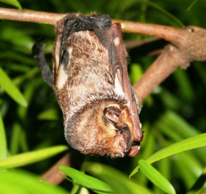 Neighbourhood - This #baturday, lets learn about a bat species that is ...