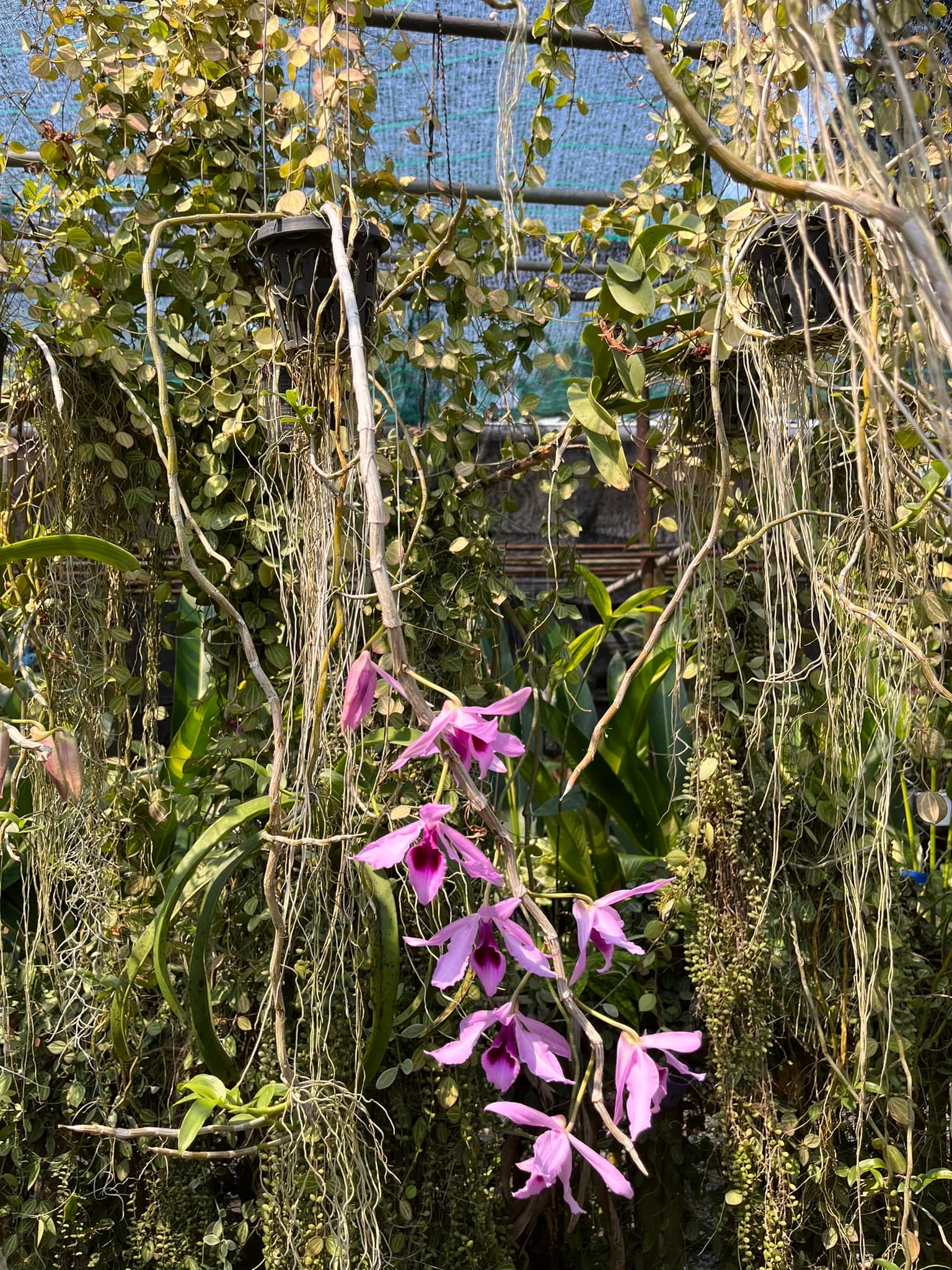 Patchara Orchid ขายปลีก-ส่งกล้วยไม้,ไม้ด่าง,ไม้มงคล