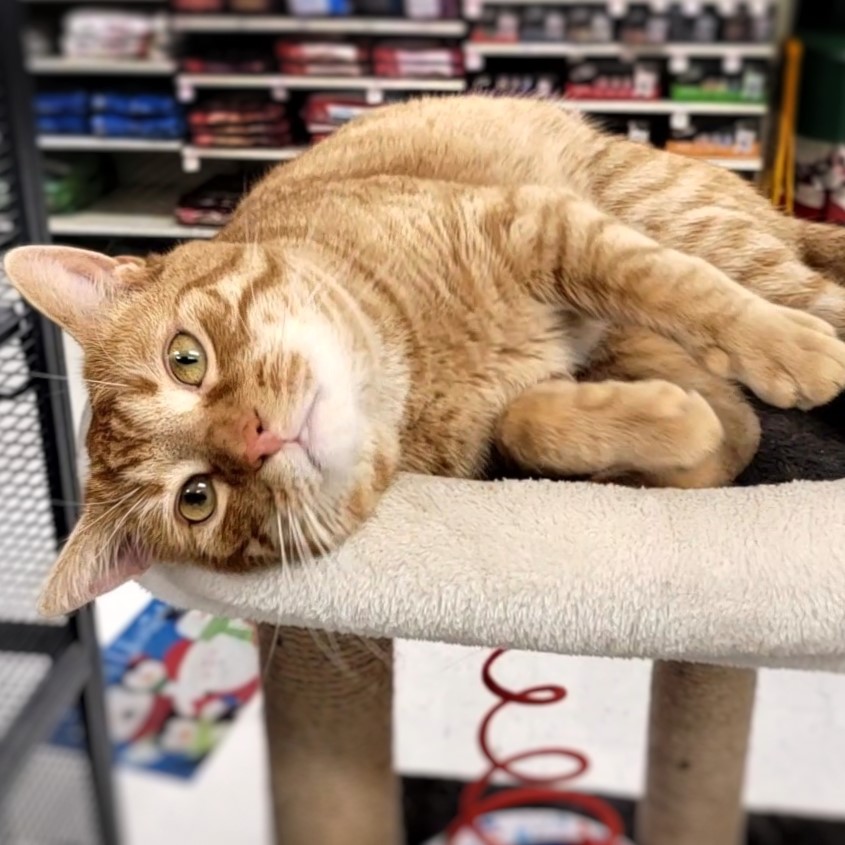 Wonderful kitties are... - Toronto Cat Rescue - KW Chapter
