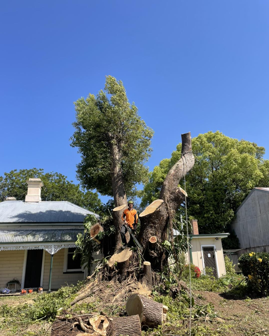 Murphy’s Tree & Stump Service