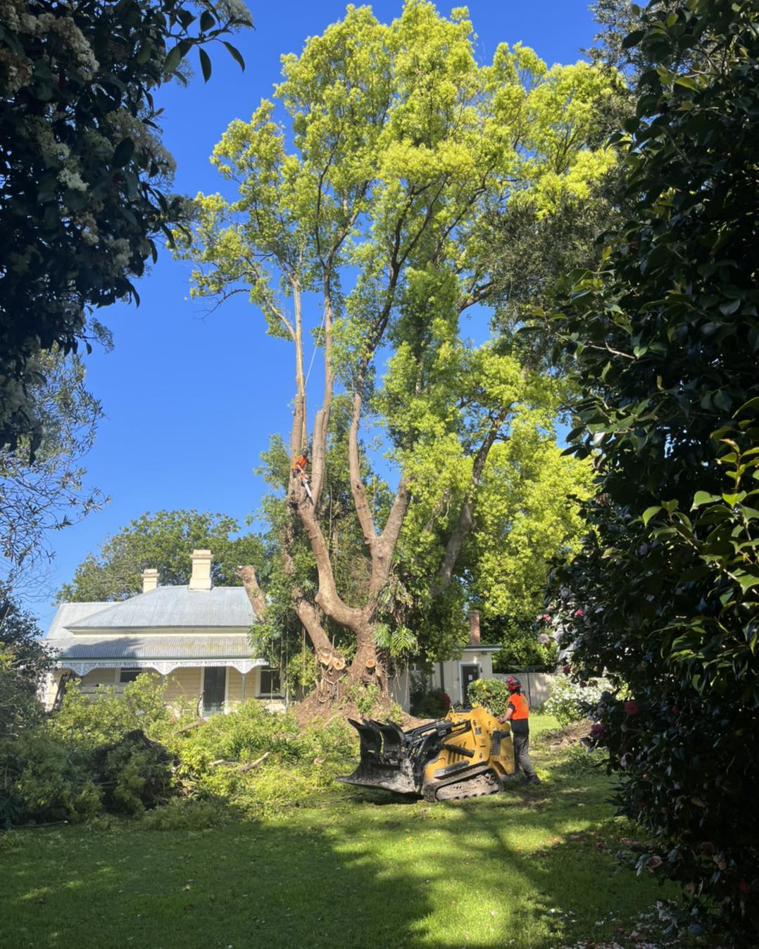 Murphy’s Tree & Stump Service