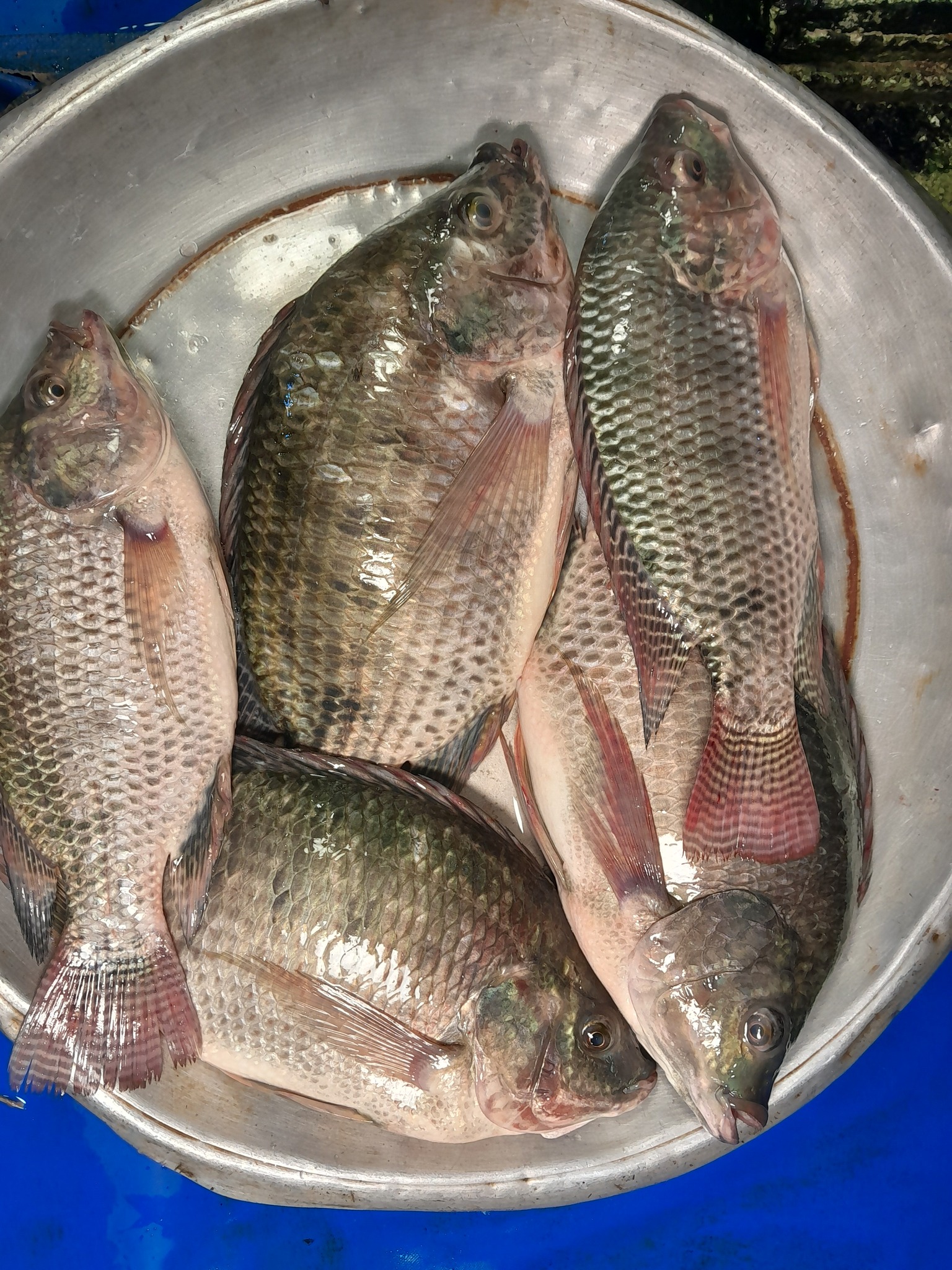 Bangla Fish Cutting | Dhaka