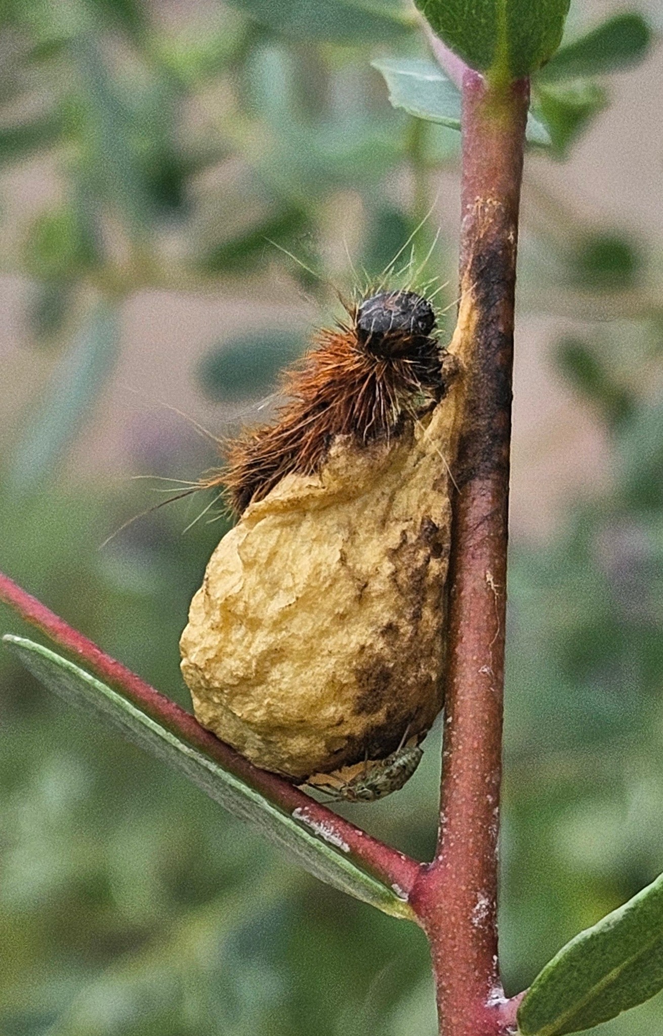 British Spider Identification Group | Is this a spider egg-sac please ...