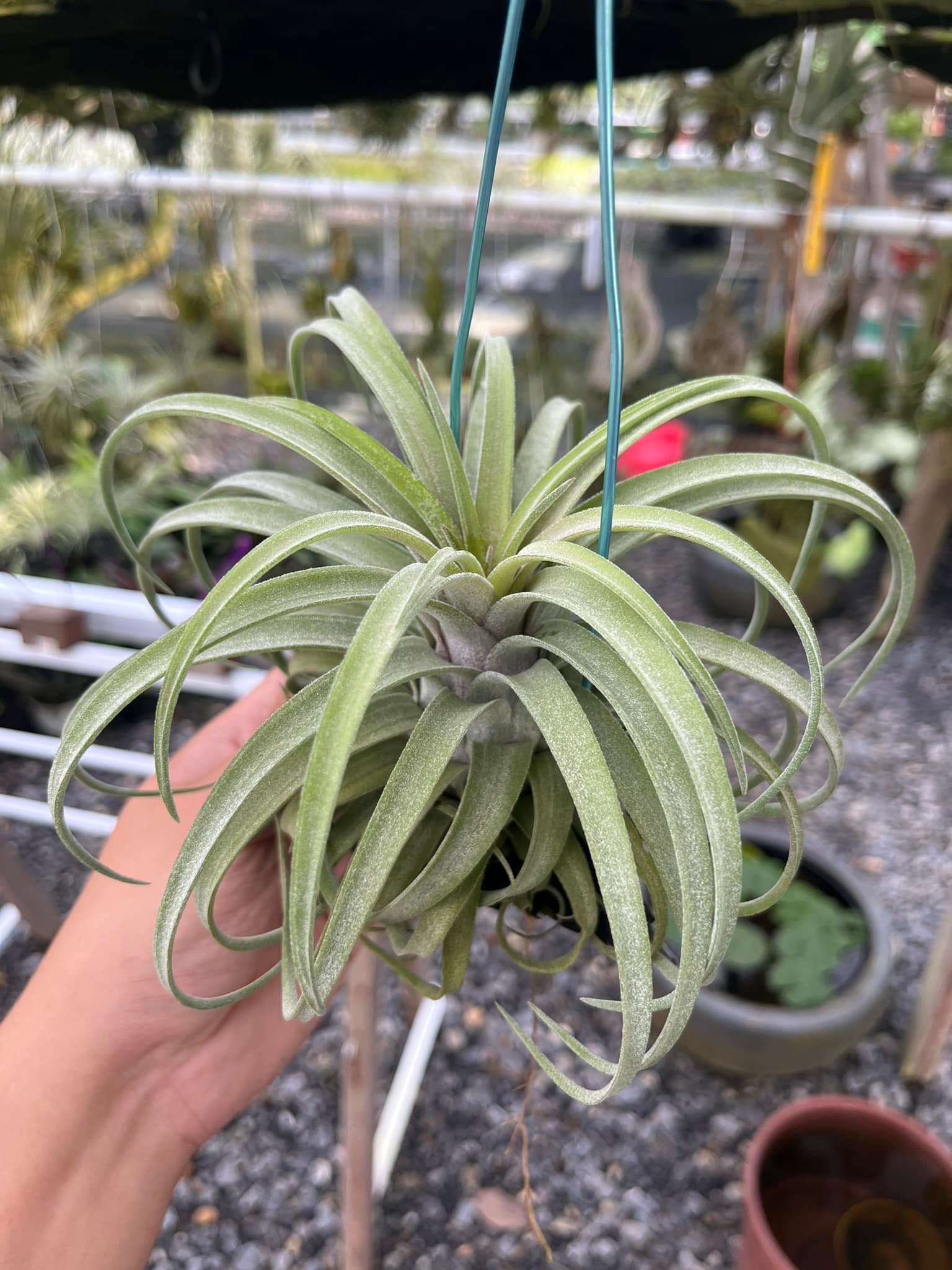 Tillandsia 'Twisted Predator' air plant growth