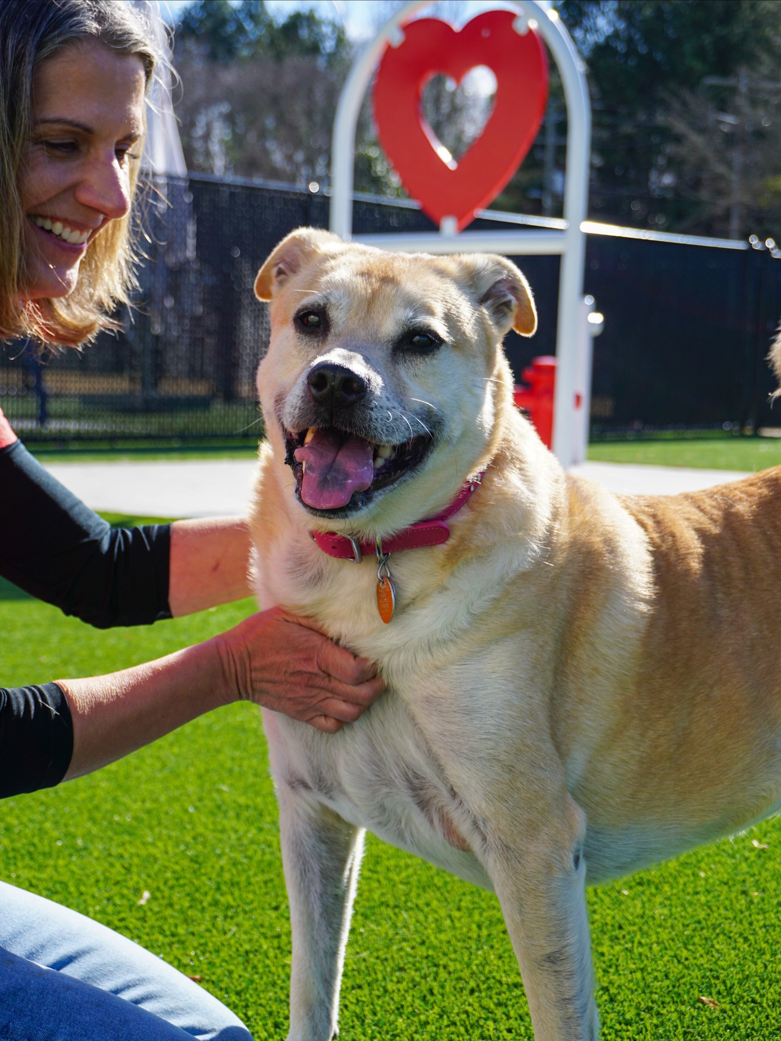Sam is an all-around sweetheart... - Atlanta Humane Society | Facebook
