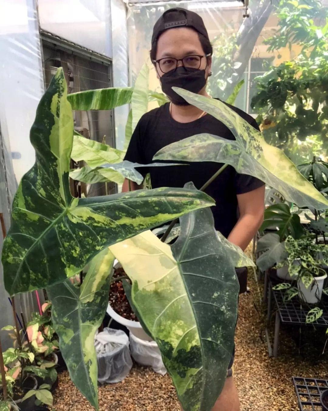 Colocasia​ Forest​ Sunrays So​ Beautiful​ 🇹🇭