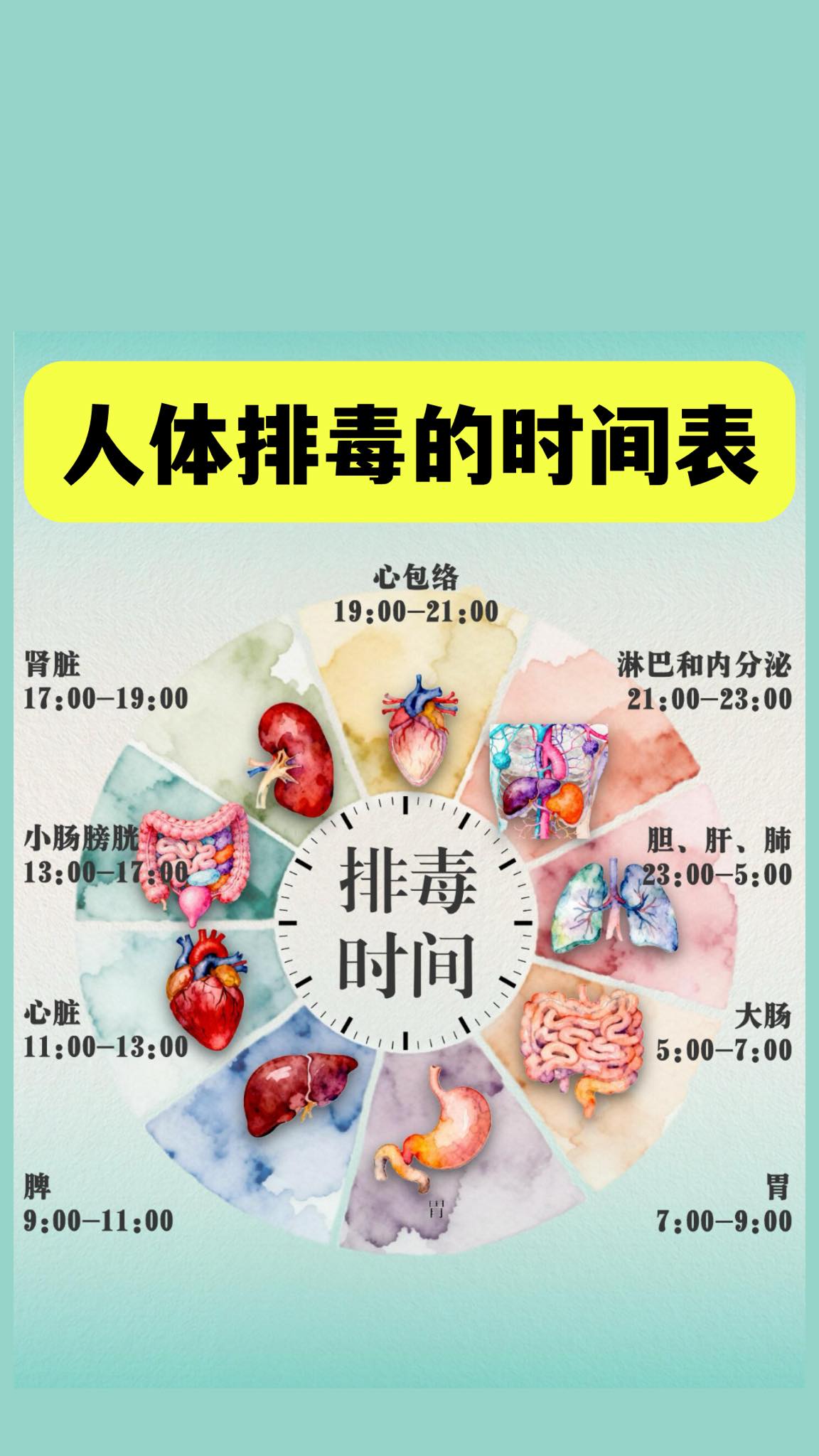 中药养生 - 24小时人体排毒生物钟⏰｜黄金养生时刻表|||养生女孩必看！揭秘身体自带的“排毒闹钟”⏰... | Facebook