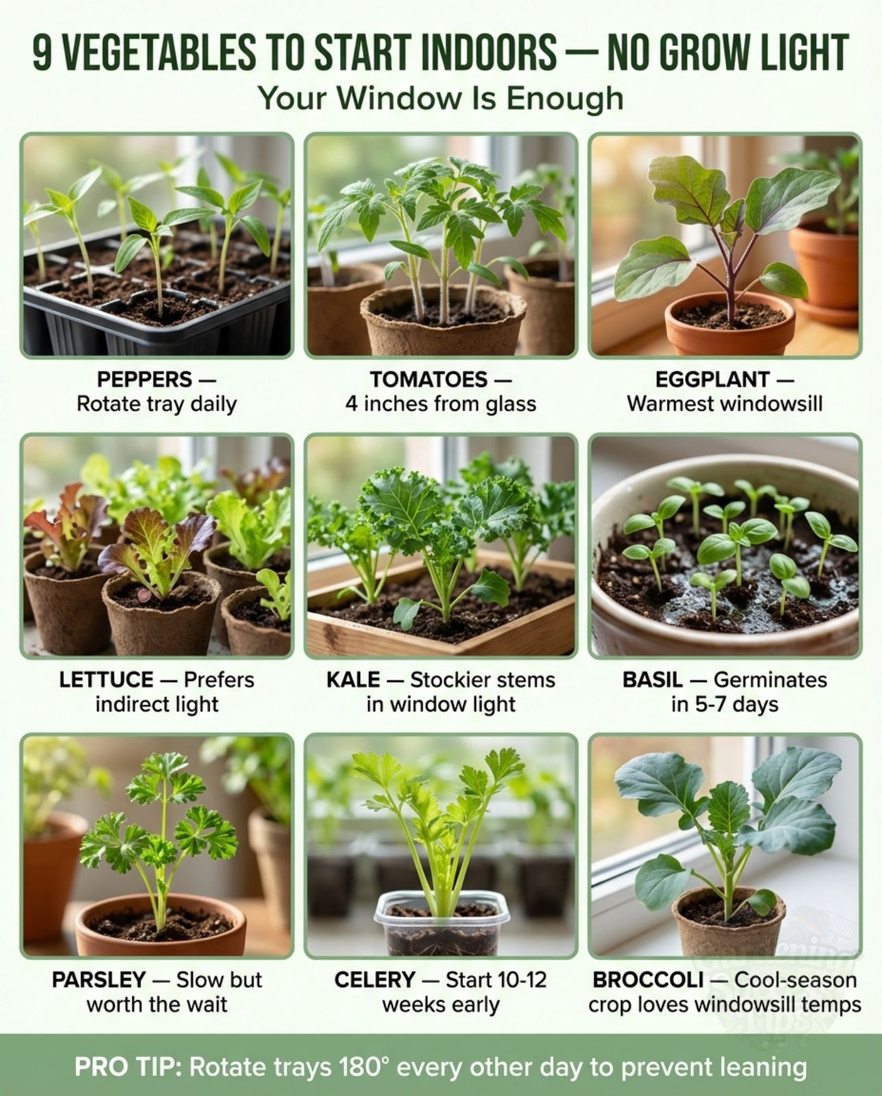 Gardening - 9 Vegetables You Can Start Indoors Right Now — No Grow ...