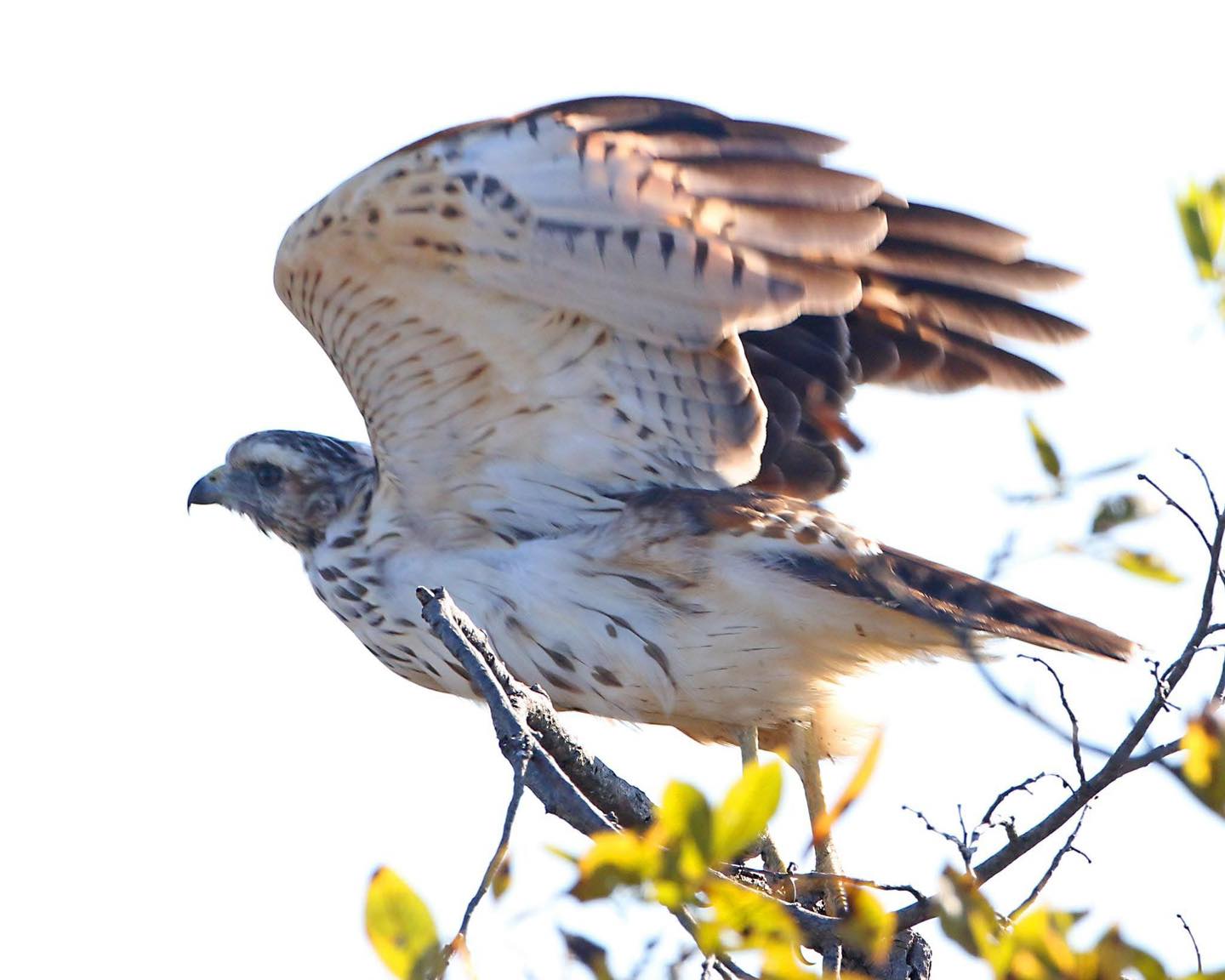 OCN - Immature red shouldered hawk take off October 2025. Photo Credit ...