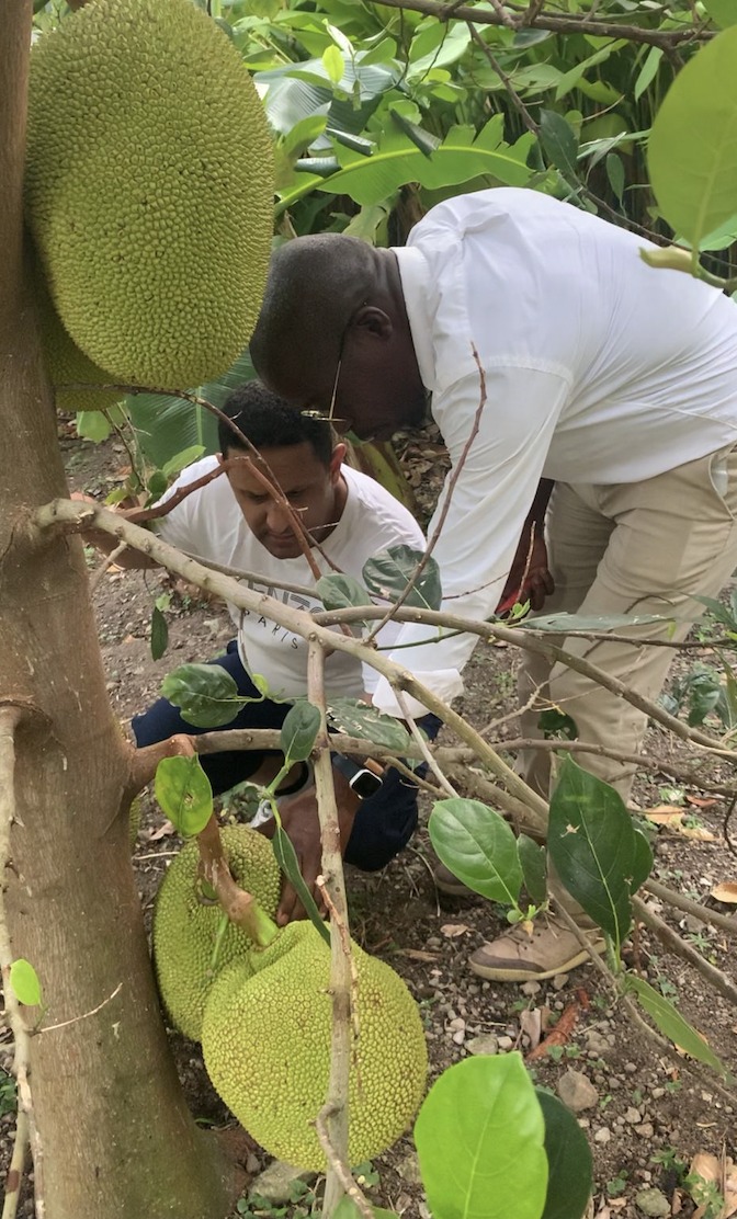 The summer is a very fruitful time... - Jungle Bay Dominica | Facebook