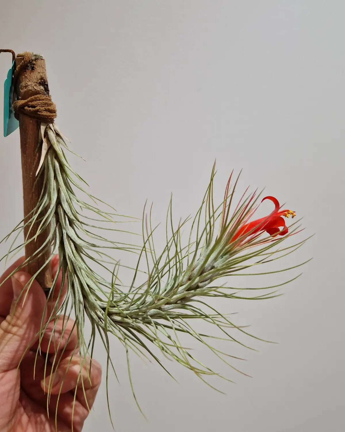 Tillandsia Domingo's Funckiana. One of my favorites.