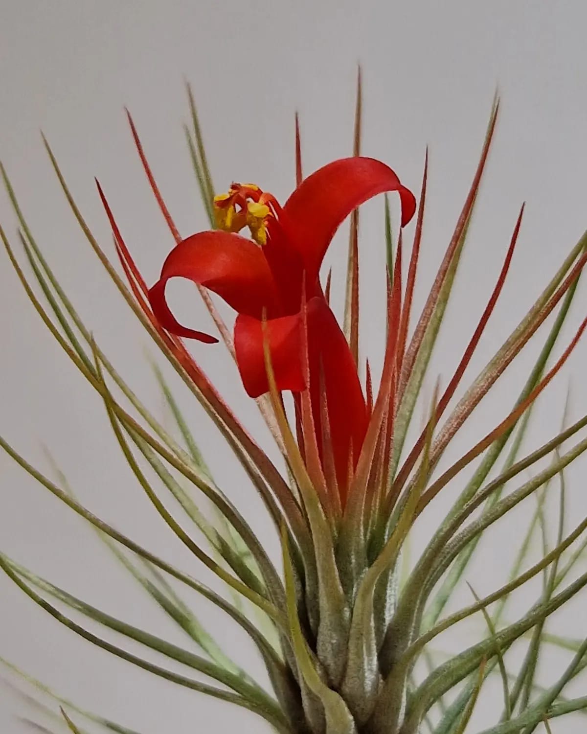 Tillandsia Domingo's Funckiana. One of my favorites.