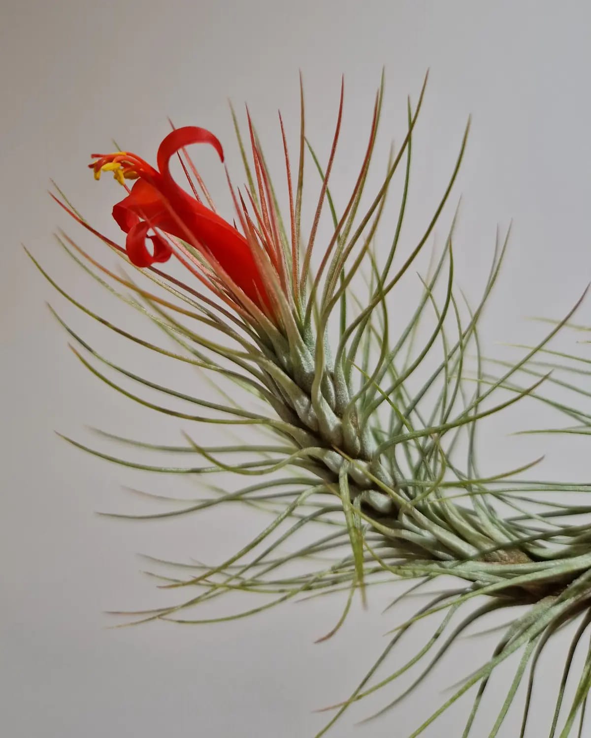 Tillandsia Domingo's Funckiana. One of my favorites.