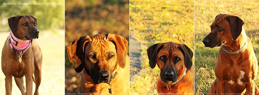 Gondwana Ridgebacks
