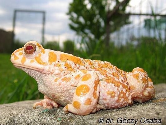 REVA Frog - ¿Alguna vez has visto una rana albina? . . El...