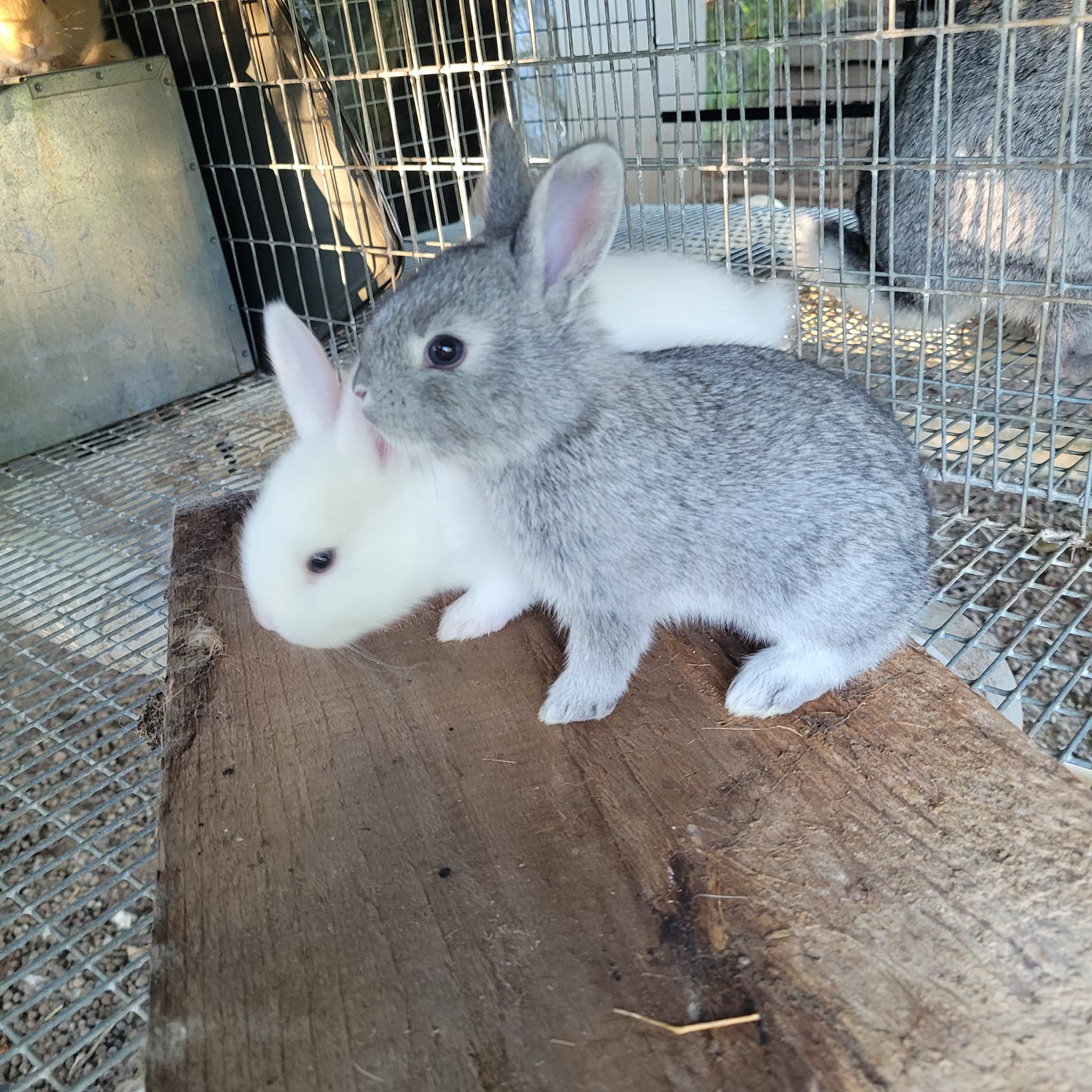 Wind Walker Rabbitry