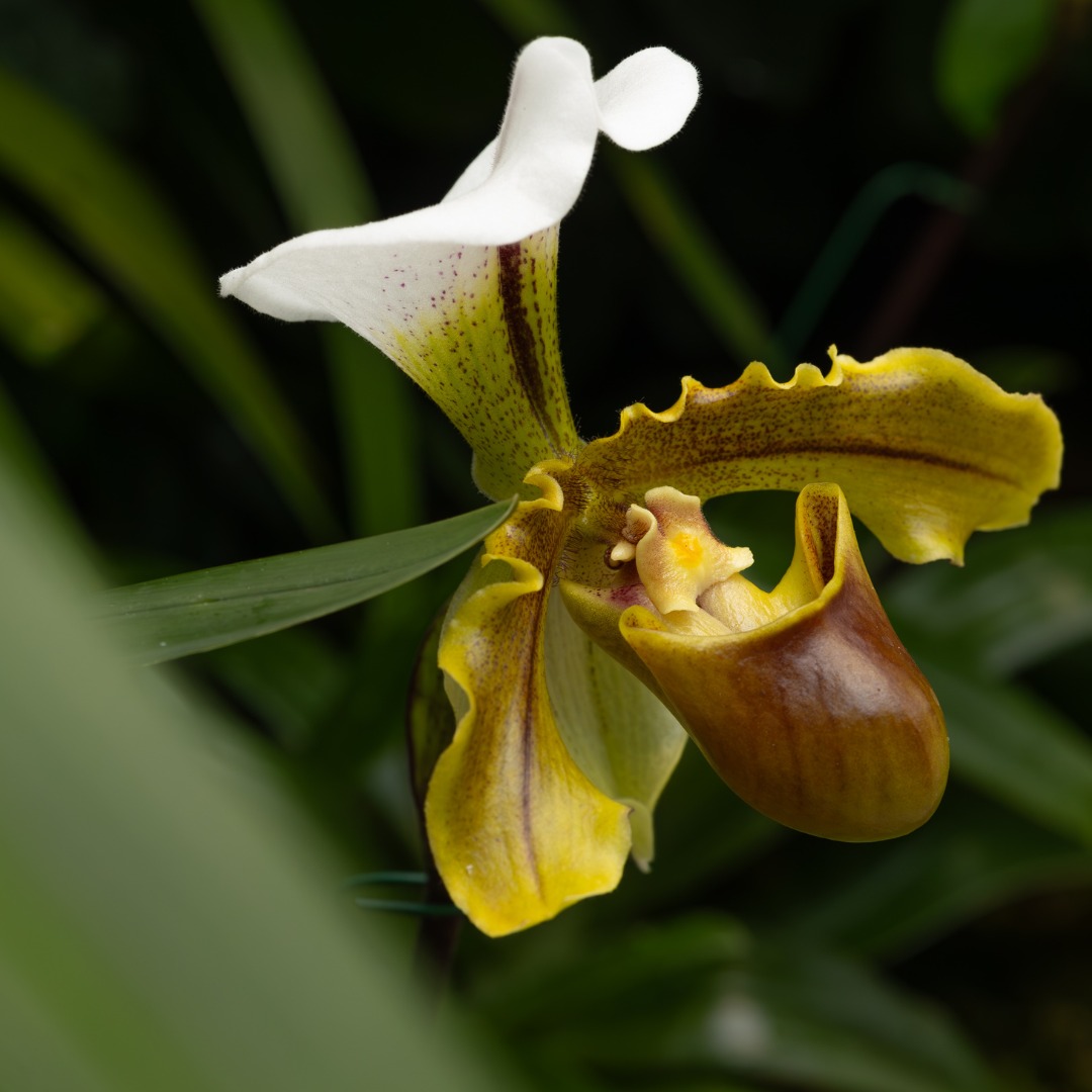 Hailing from Southeast Asia... - Missouri Botanical Garden