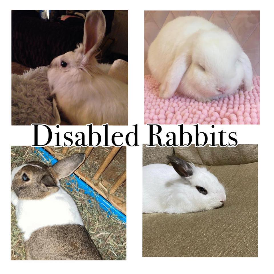 Disabled Rabbits | Facebook
