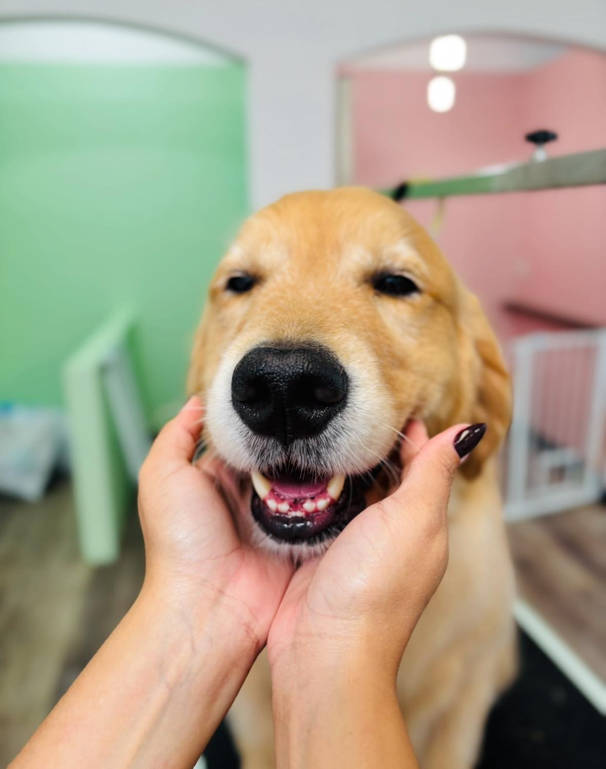 ARCHIE PET CARE SPA IS HIRING! 🐾 | Facebook