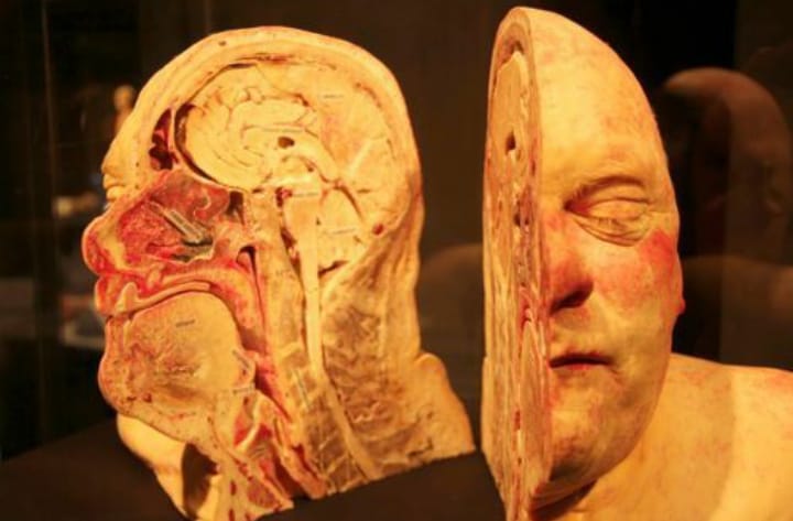Do a Biology - A real sample of human body anatomy