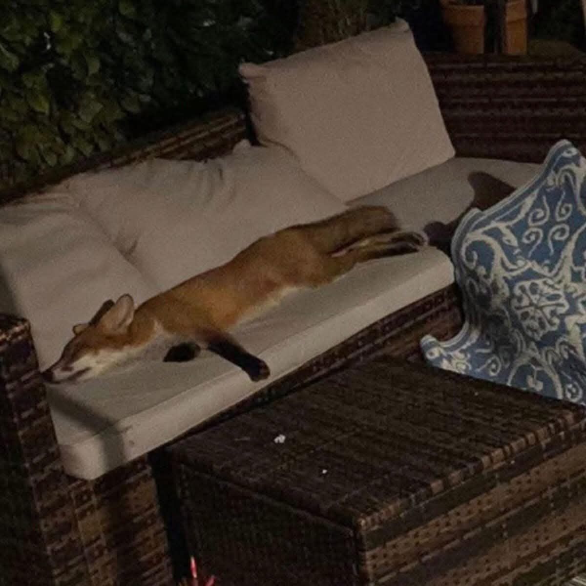 Uno - This wild fox looked so relaxed that the homeowner didn't have ...