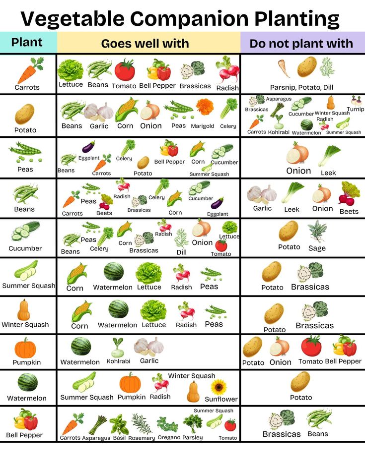 How its makes | This vegetable companion planting chart provides a ...