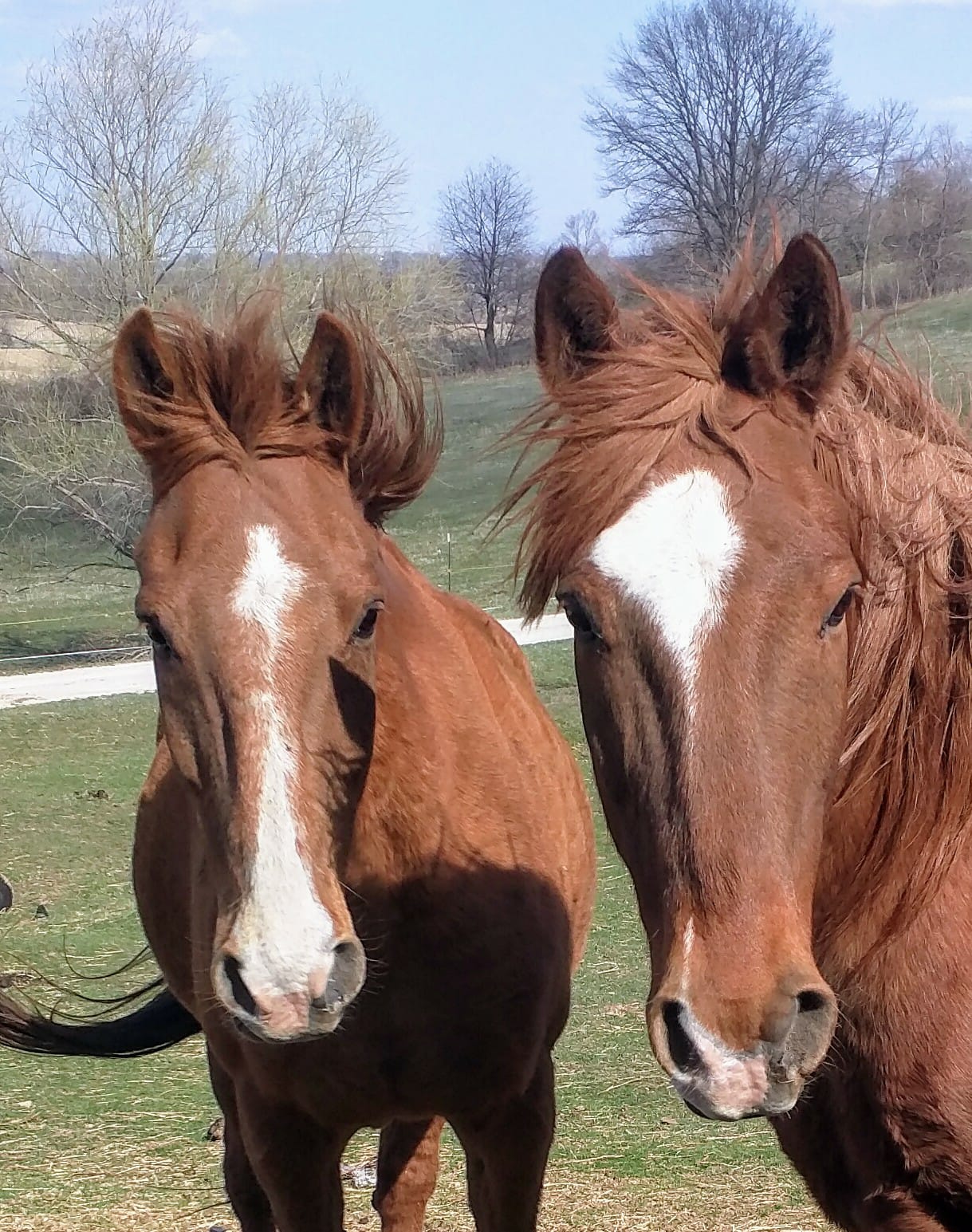 Ground work prep for ride | Comin’ Home Ranch