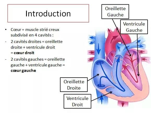 Anatomie Du Coeur Medecine Pour Tous Facebook