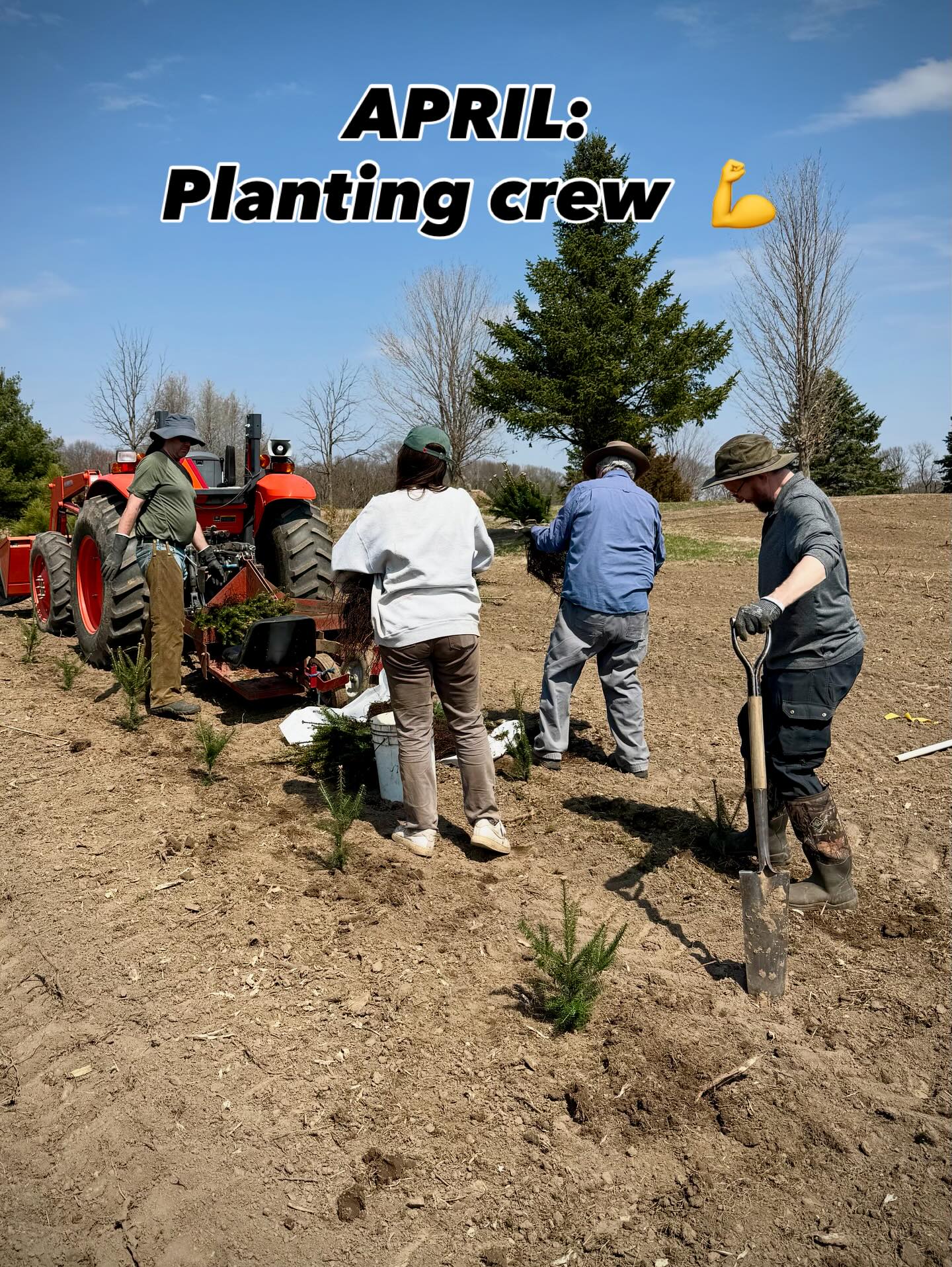 Krueger's Christmas Tree Farm | Lake Elmo MN
