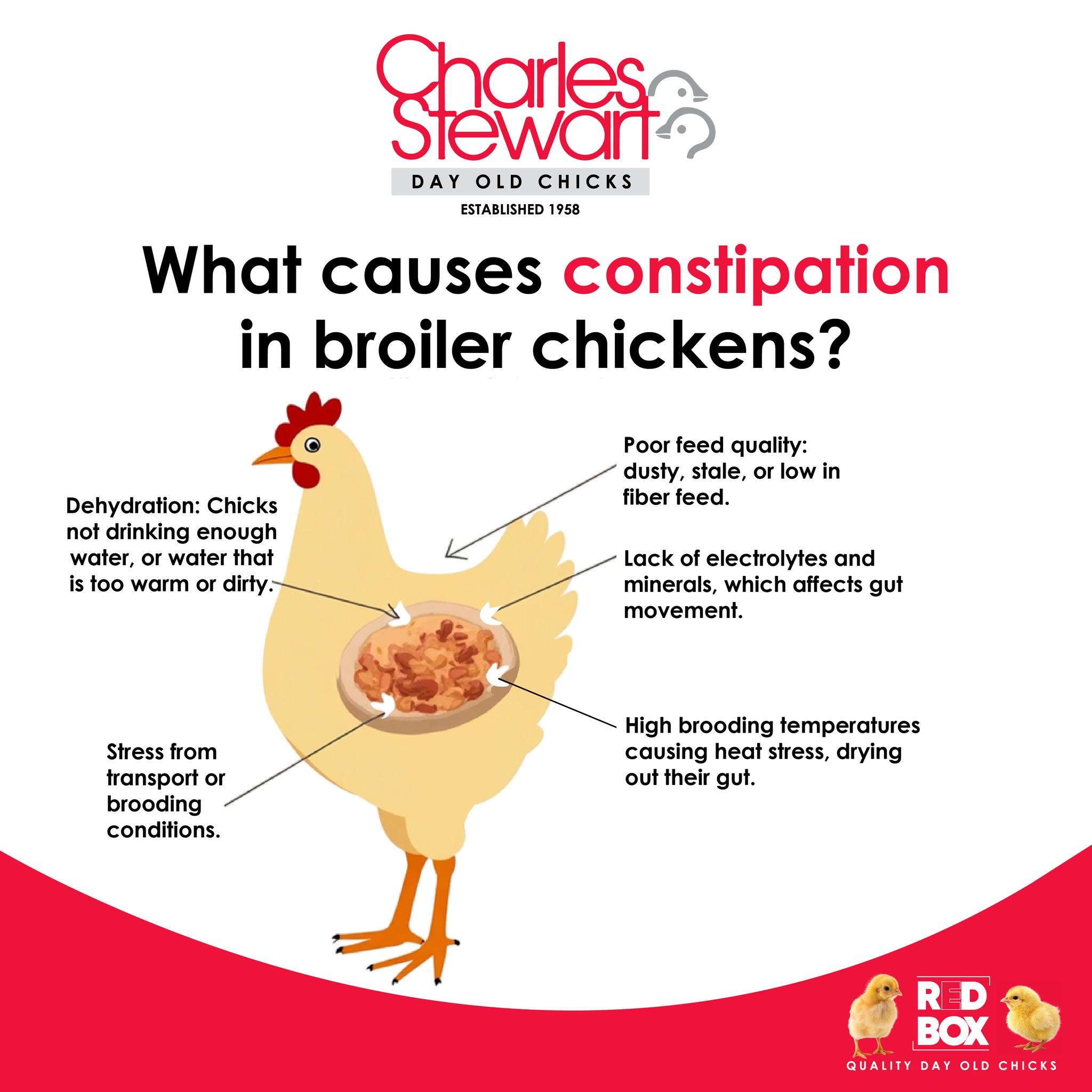Curated visual reference: Visual Reference: Charles What Causes Broiler Constipation Constipation Is A