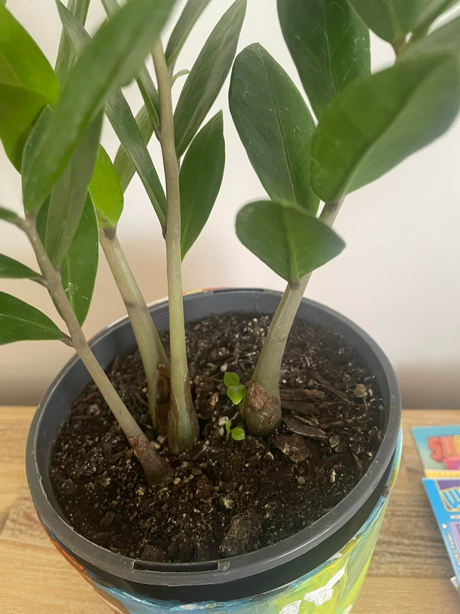 Are these weeds or new growth on my ZZ plant?