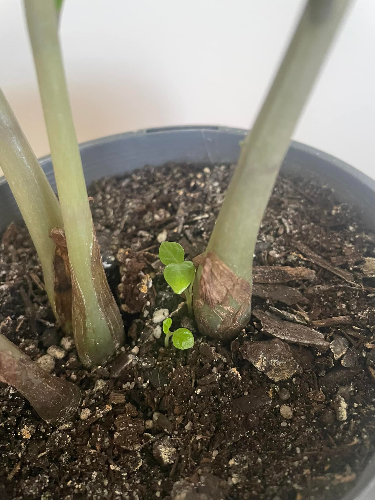 Are these weeds or new growth on my ZZ plant?
