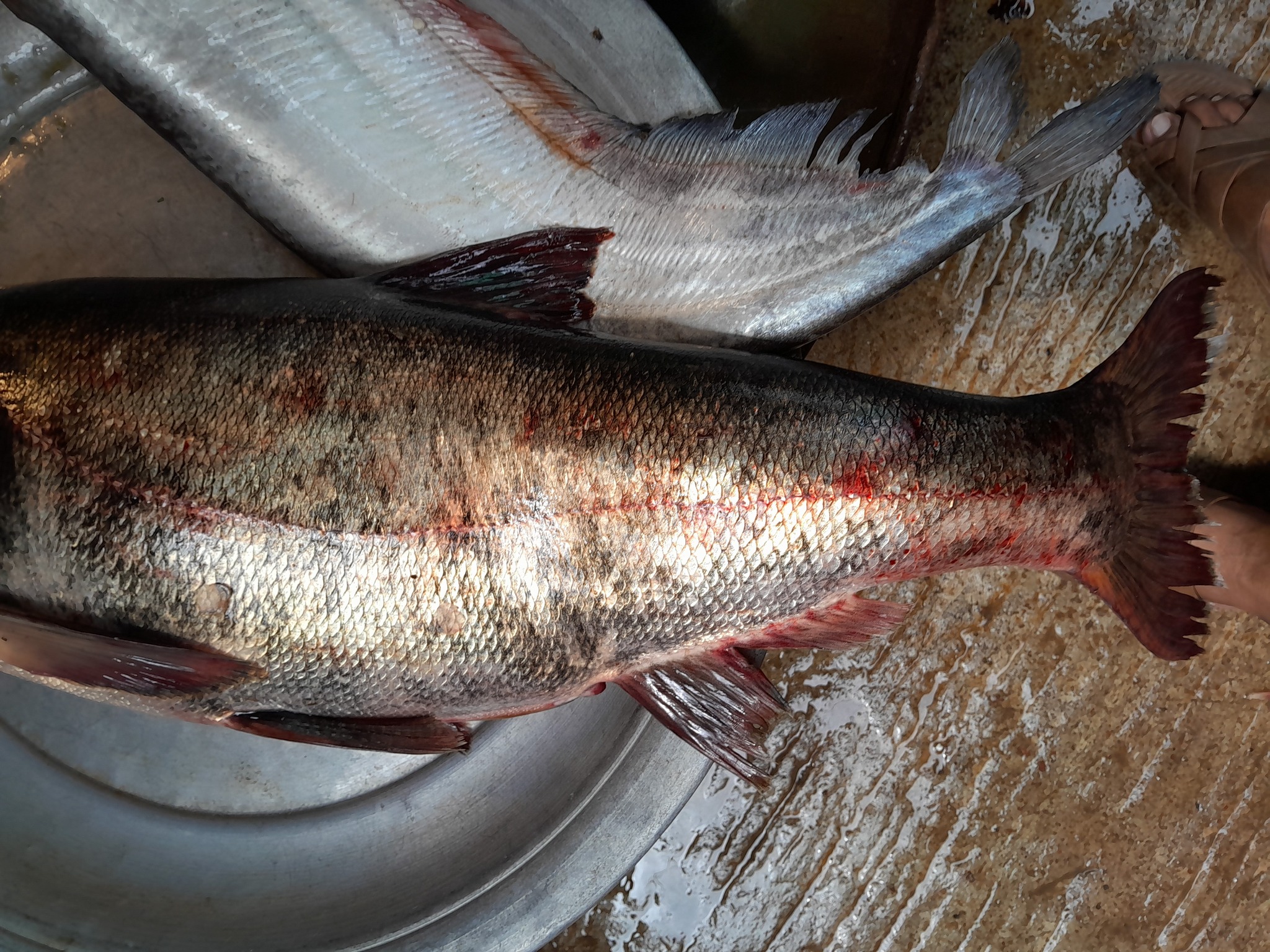Bangla Fish Cutting | Dhaka