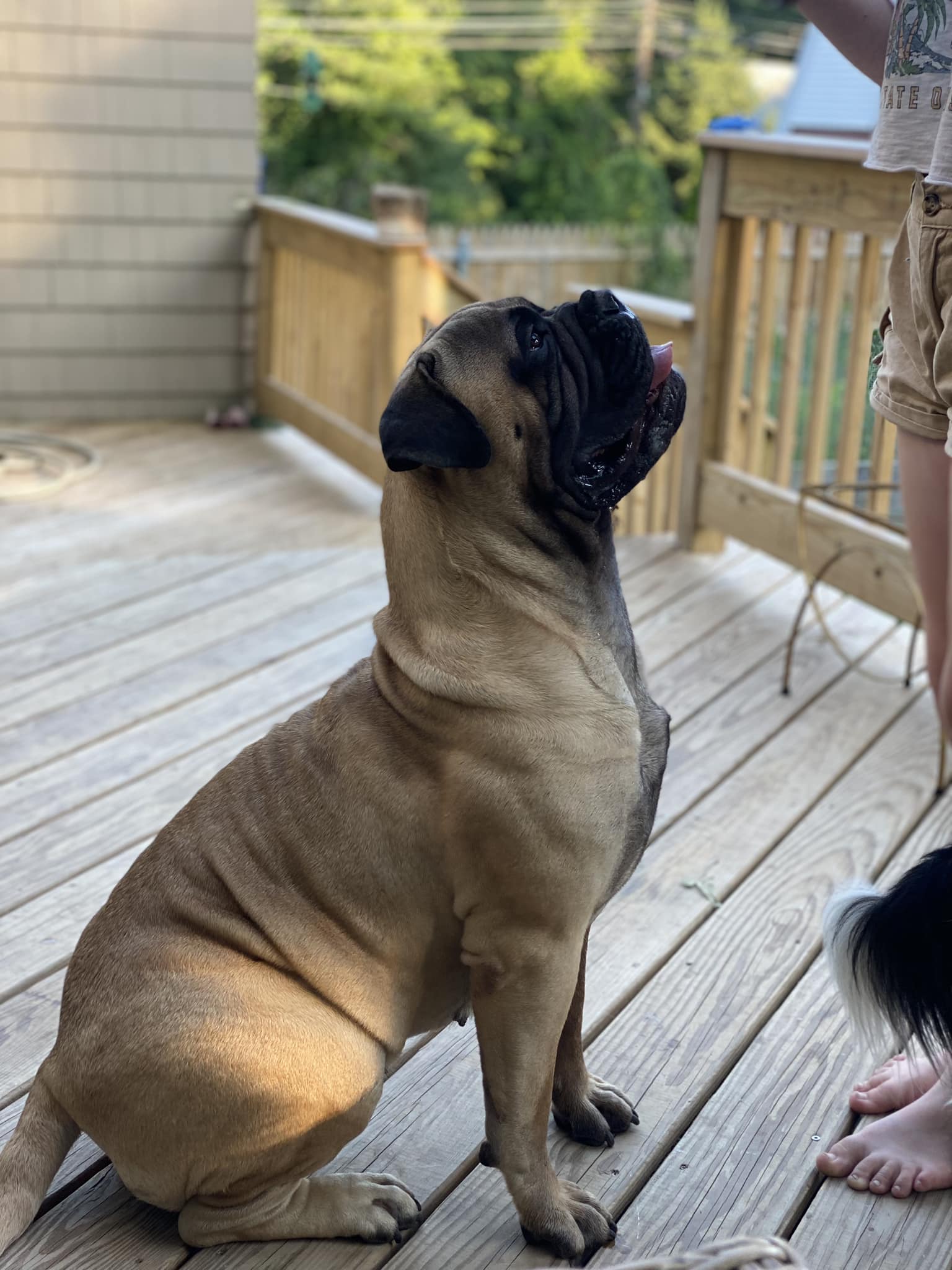 Midwest Ruffland Kennels | LOOKING FOR: Large or XL crates | Facebook