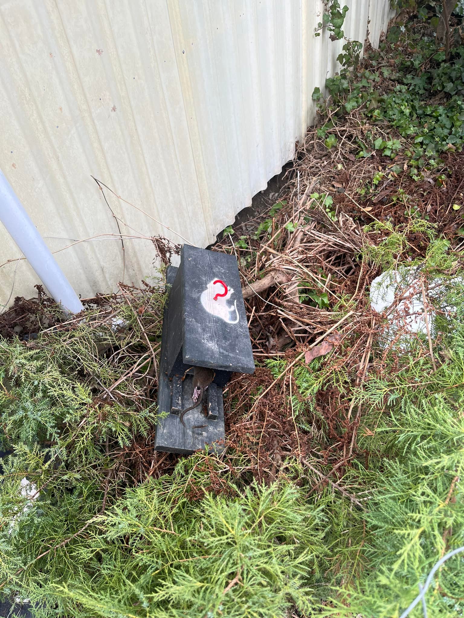 Chilliwack a Rat | Chilliwack BC