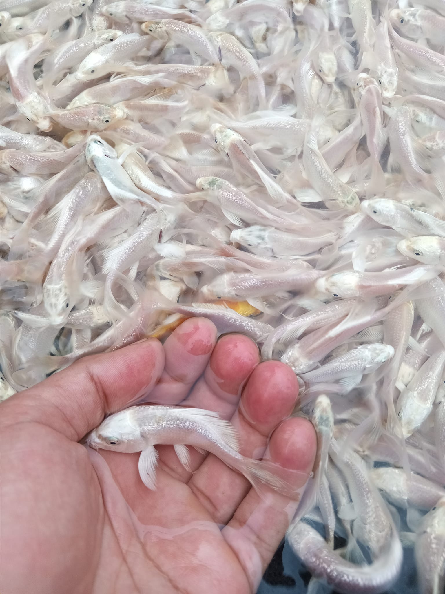 JAVA FISH | Kertek