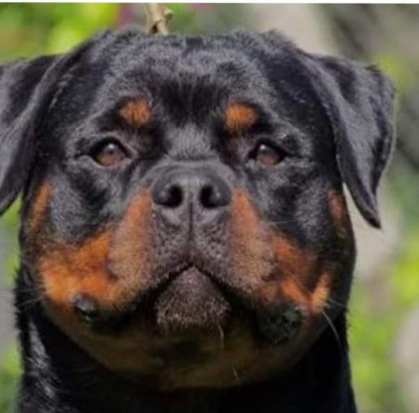 Curso Conhecendo o Rottweiler - Que tal conhecer mais a fundo a raça ...
