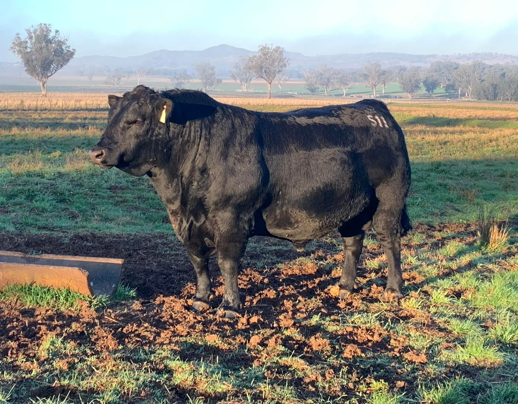 Clifton Cattle - 💥 Another load of Angus bulls heading out... | Facebook