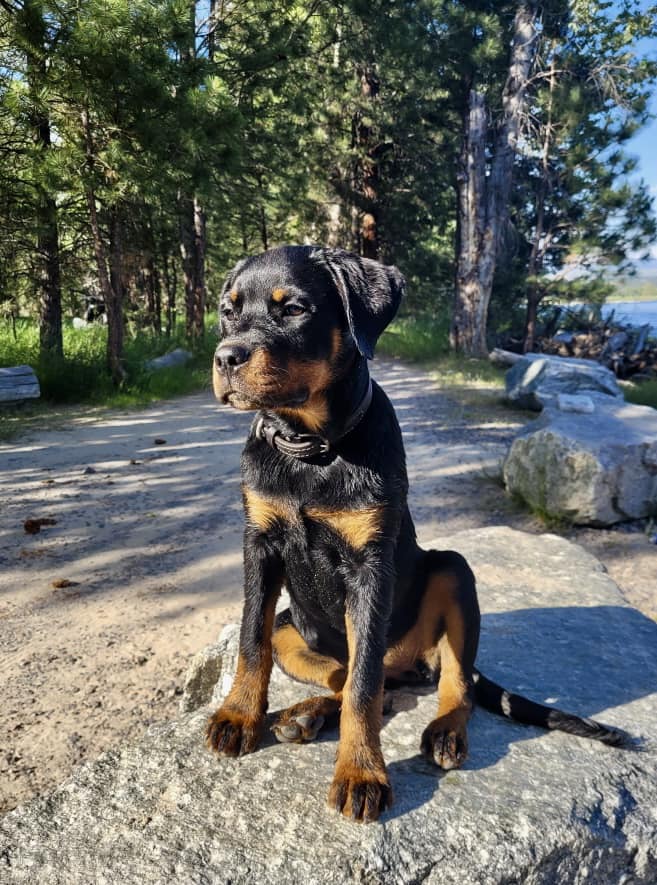 Vom Schwarzen Donner Rottweilers