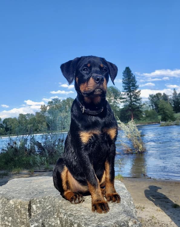 Vom Schwarzen Donner Rottweilers