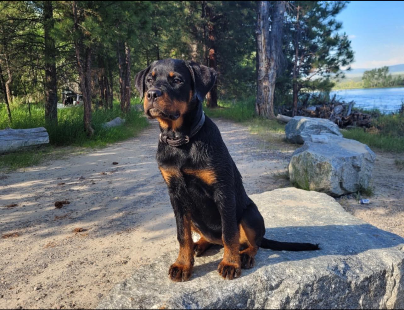 Vom Schwarzen Donner Rottweilers