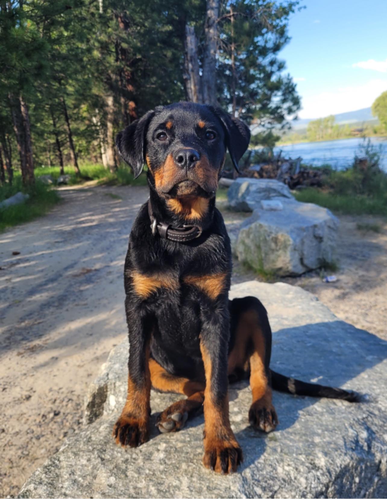 Vom Schwarzen Donner Rottweilers
