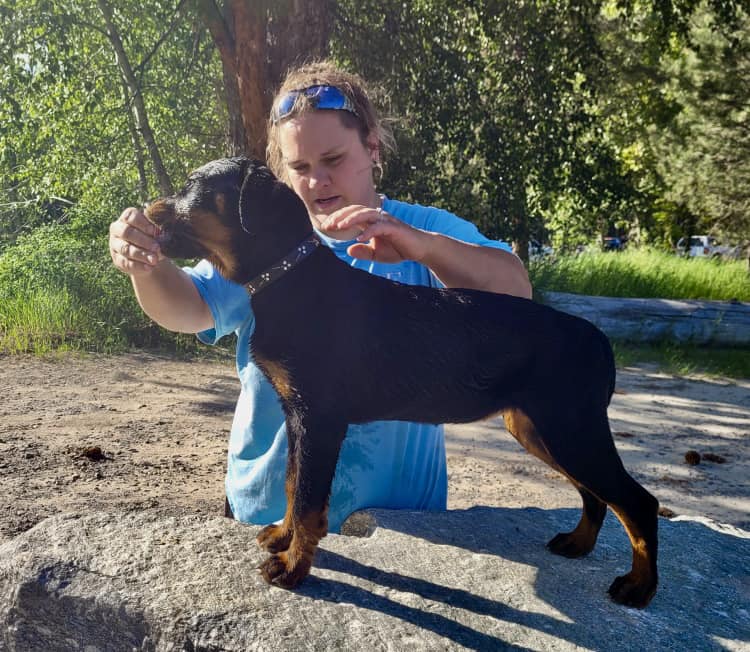 Vom Schwarzen Donner Rottweilers