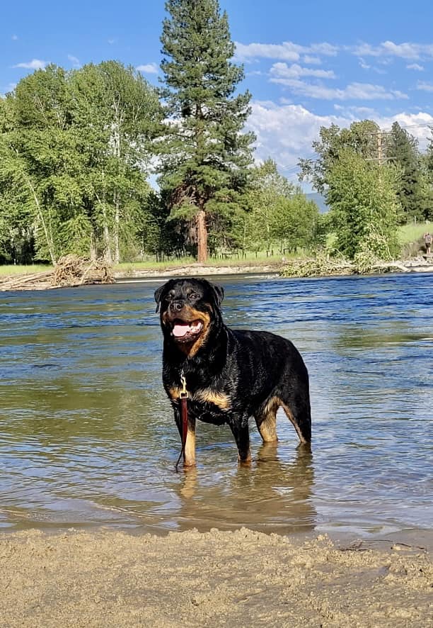 Vom Schwarzen Donner Rottweilers