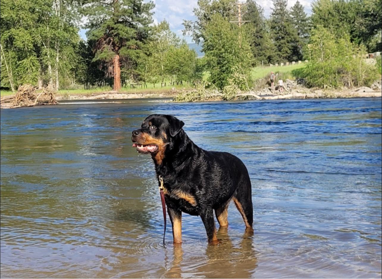 Vom Schwarzen Donner Rottweilers