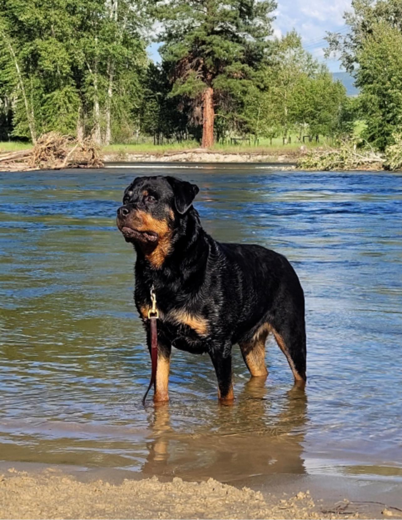 Vom Schwarzen Donner Rottweilers